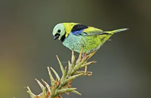 Green-headed Tanager (Tangara seledon)