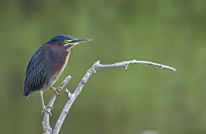 Green Heron (Butorides striatus)