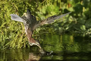 Green Heron (Butorides virescens)