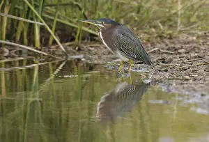 Green Heron (Butorides virescens)