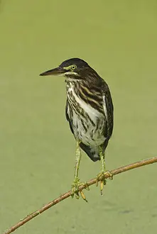Green Heron (Butorides virescens)