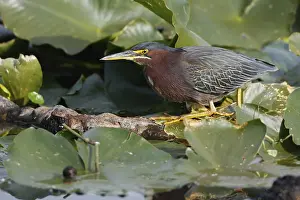 Green Heron (Butorides virescens)