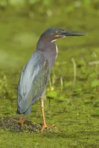 Green Heron (Butorides virescens)