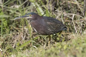 Green heron (Butorides virescens)