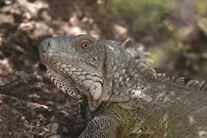 Green Iguana (Iguana iguana)