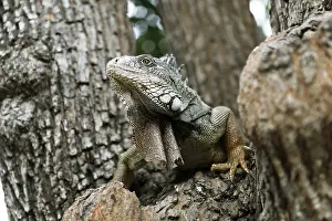 Green Iguana (Iguana iguana), adult