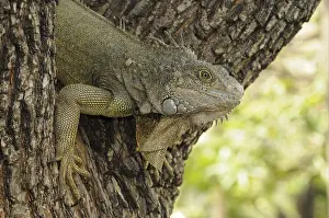 Green Iguana (Iguana iguana), adult