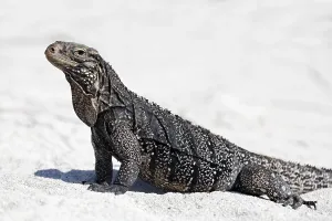 Green iguana (Iguana iguana) on the beach of Anclita