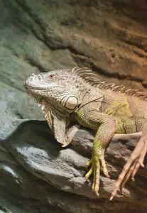 Green Iguana (Iguana iguana), captive