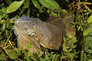 Green iguana (Iguana iguana), Key Largo
