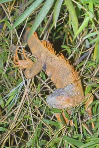Green Iguana (Iguana Iguana), La Fortuna