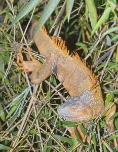 Green Iguana (Iguana Iguana), La Fortuna
