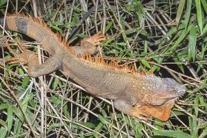 Green Iguana (Iguana Iguana), La Fortuna