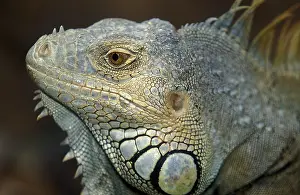 Green Iguana (iguana iguana), Portrait of Adult