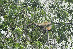 Category Wildlife DE Prints: Green Iguana (Iguana Iguana) in rainforest