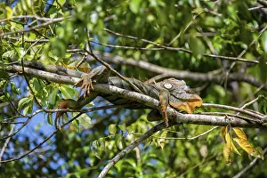 Green iguana (Iguana iguana) resting on a branch