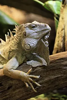 Green iguana (Iguana iguana), on tree