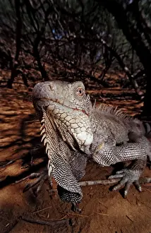 Green Iguana (Iguana iguana), Washington Slagbaai national park
