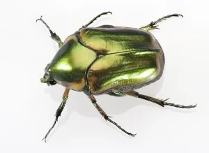 Green June Beetle (3/4 inch long) w/Iridescent Carapace