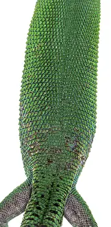 Green keel-bellied lizard, Gastropholis prasina