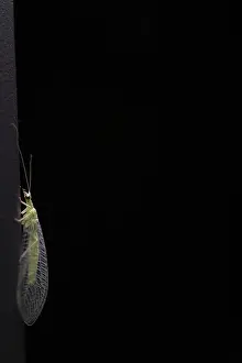 Green lacewing (Chrysopa oculata)