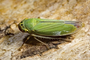 Green leafhopper (Cicadella viridis)