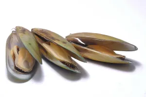 Green-lipped mussels on white background