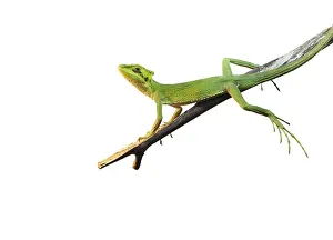 Green lizard on a branch isolated on white background