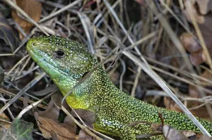 Green lizard (Lacerta bilineata)