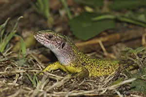 Green lizard, Lacerta viridis, European green lizard
