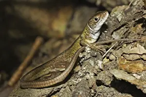 Green lizard, Lacerta viridis, European green lizard