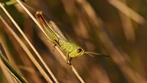 Green locust (locusta), in profile