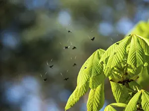 Green longhorn (Adela reaumurella) at nuptial flight