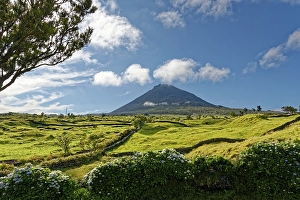 Category Mountain Landscapes Prints: Green lush meadows with the Pico volcano and a magnificent hydrangea hedge in the foreground