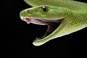 Green Mamba (Dendroaspis angusticeps)