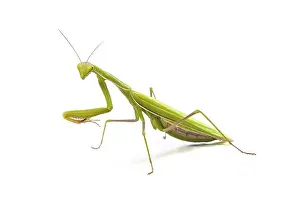 Green mantis isolated on a white background