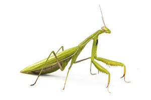 Green mantis isolated on a white background