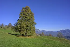 Green meadow and tree along the path of the big trees in the Piccolo Dolomiti