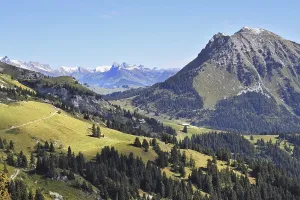 Green meadows and pine forests on the mountain slopes