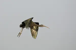 Green (mesembrinibis cayennensis) Heron