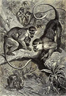 Green monkey, Western green monkey (Cercopithecus) sabaeus