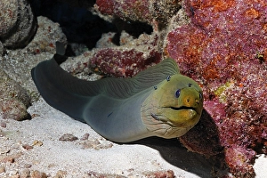Green Moray (Gymnothorax funebris)