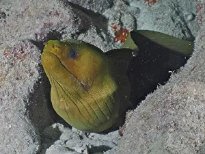 Category Coral Reefs DE Prints: Green moray (Gymnothorax funebris)
