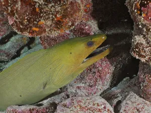 Framed Print : Green moray (Gymnothorax funebris)