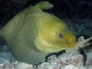 Framed Print : Green moray (Gymnothorax funebris)