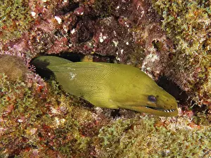 Framed Print : Green moray (Gymnothorax funebris) Framed Print : Green moray (Gymnothorax funebris)