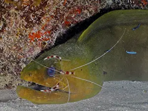Green moray (Gymnothorax funebris)