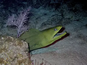 Framed Print : Green moray (Gymnothorax funebris) at night