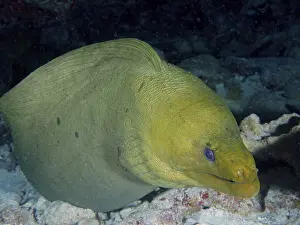 Category Coral Reefs DE Prints: A green moray (Gymnothorax funebris) resting on the seabed