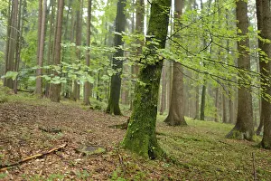 Green moss-covered trees in a damp forest atmosphere
